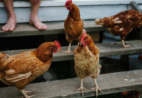 urban roosters|raising chickens in residential neighborhoods.